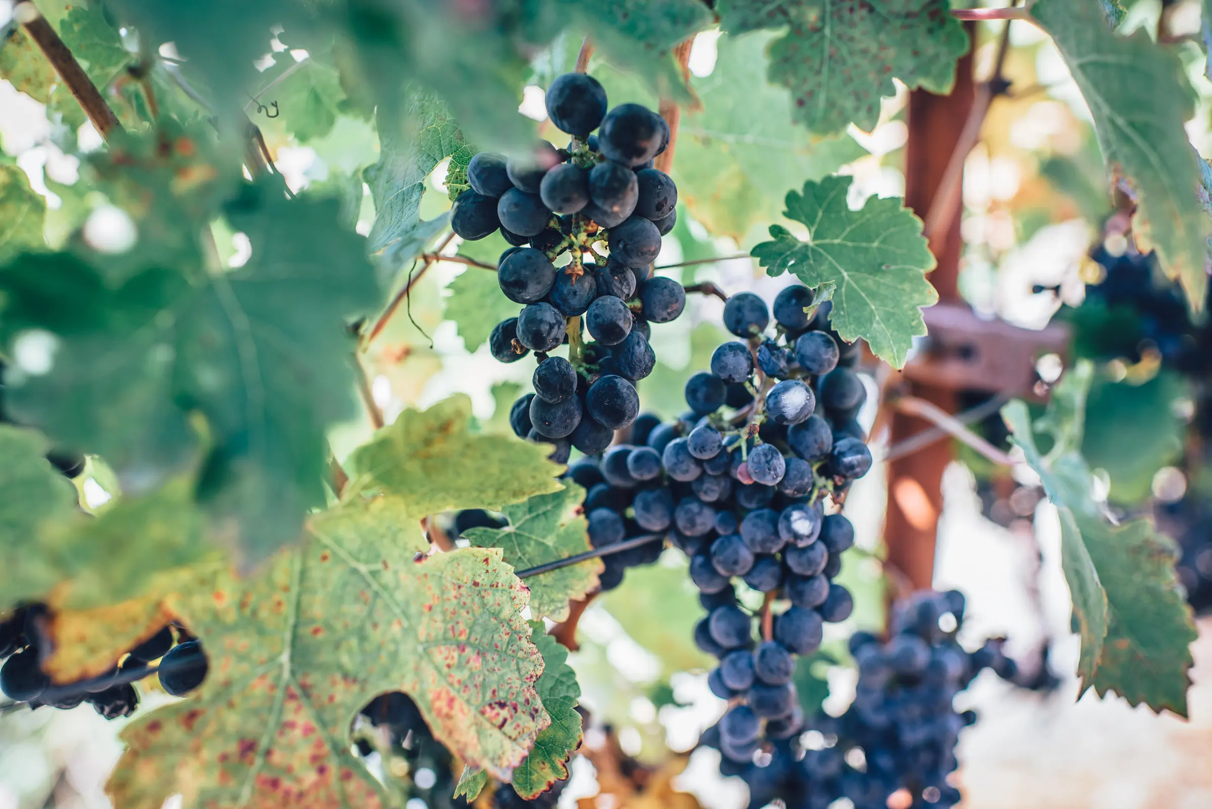 Dark grape clusters hanging among leaves