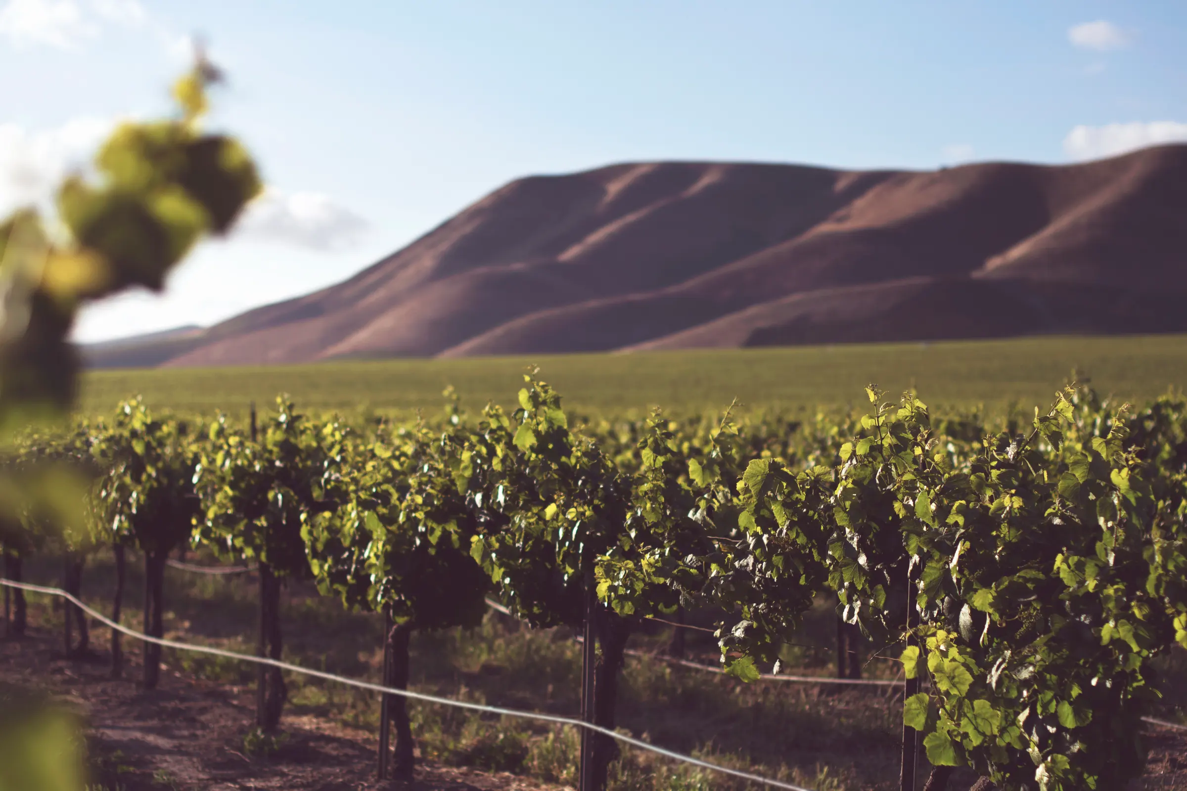 Vine rows climbing toward a bare ridge in late afternoon light