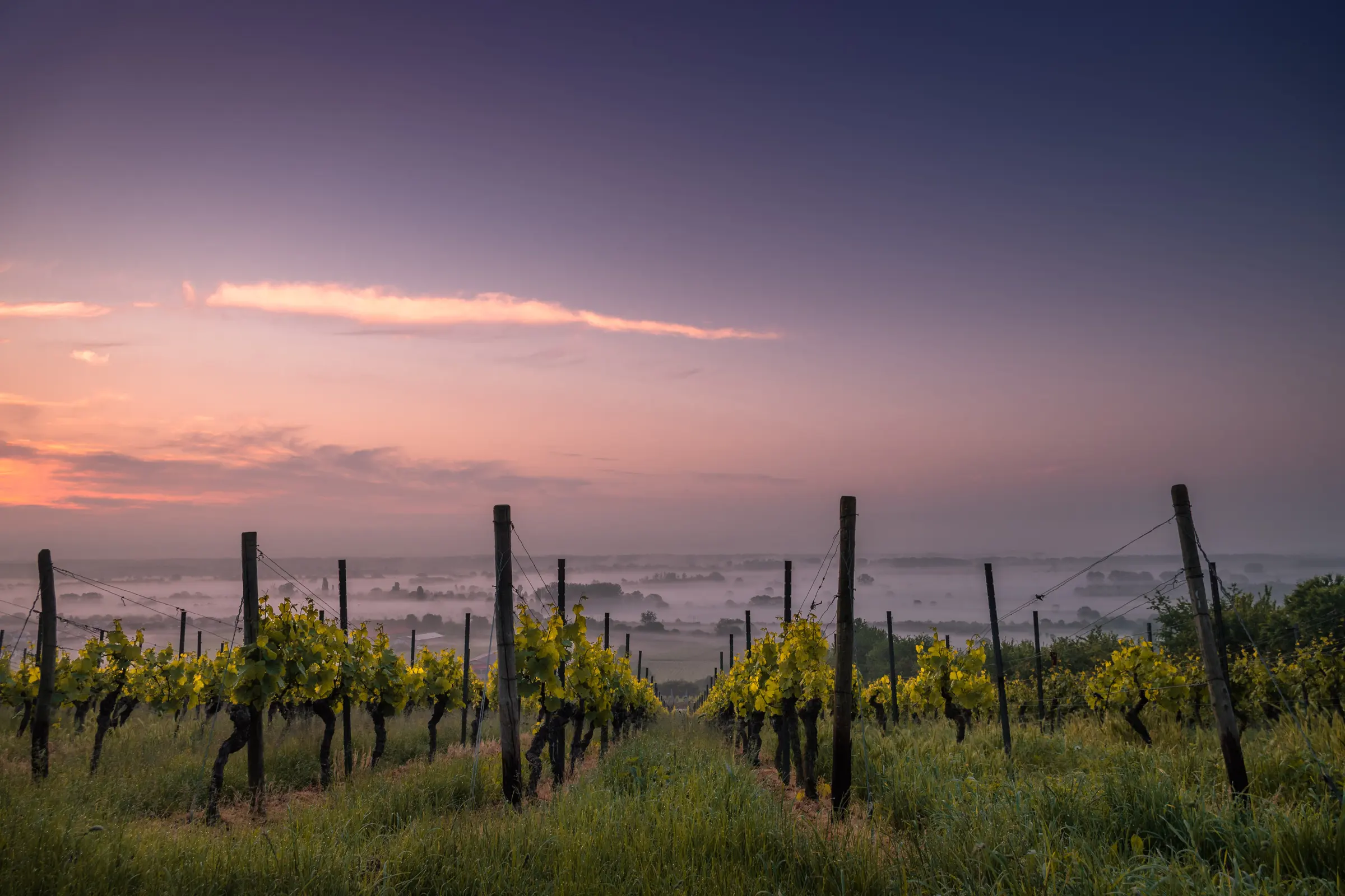 Vineyard rows at dusk under a pink sky